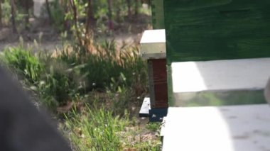 A closeup shot of the flying bees near the wooden beehive in the garden