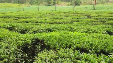 A beautiful shot of rows of green tea plants on an agricultural field in Ghorakhal, Bhimtal