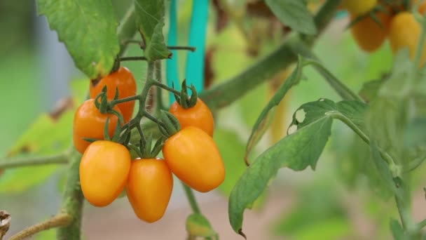 Closeup Shot Orange Tomatoes Branches Garden — Vídeos de Stock