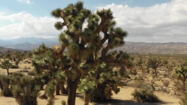 Beautiful View Tree Desert Daylight — Stock videók