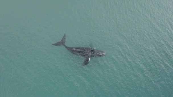 Aerial View Sharks Swimming Ocean — Vídeos de Stock