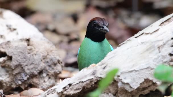 Green Hooded Pitta Bird Red Belly — Vídeo de stock
