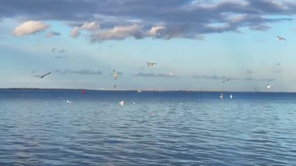 Flock Seagull Birds Fly Sea — Stockvideo