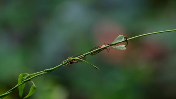 两只强盗苍蝇在一株正在交配的植物茎后面交配 — 图库视频影像