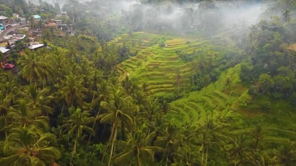 インドネシアのバリ島 ウブドの霧に囲まれたヤシの木の素晴らしい鳥の目の景色 — ストック動画