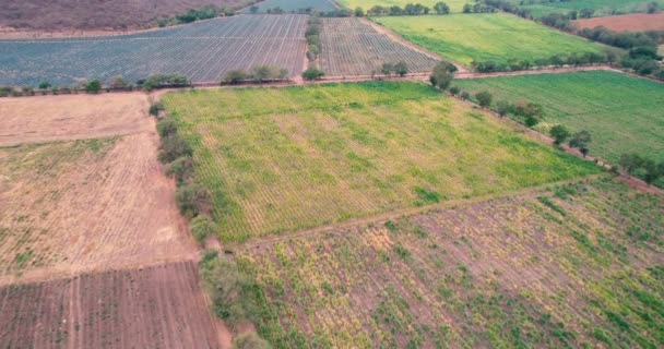 Rural Landscape Plots Planted Sugar Cane Fields — Video