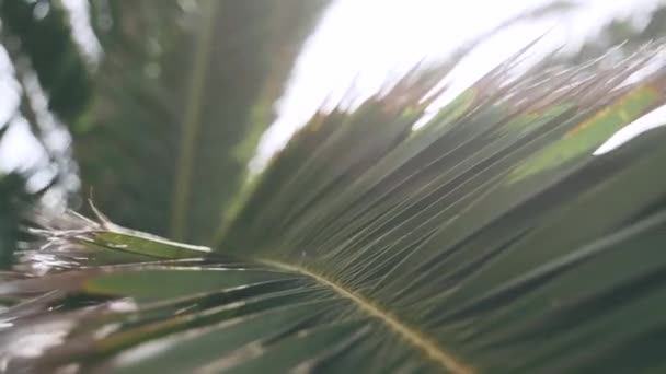 Closeup View Palm Leaves Texture Sunny Day — Stock videók