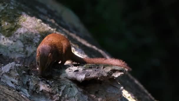 Seen Foraging Some Food Rock Forest Turns Right Northern Treeshrew — Stockvideo