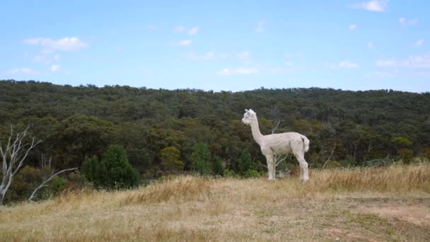 Adorable Alpaca Admiring Lush Green Forest Field — Video