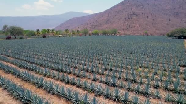 Blauwe Agave Plantage Het Veld Tequila Luchtfoto Maken — Stockvideo