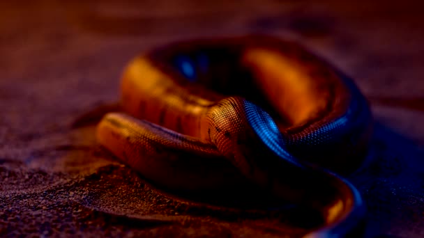 Beautiful Shot Slowly Moving Giant Snake — Stok video