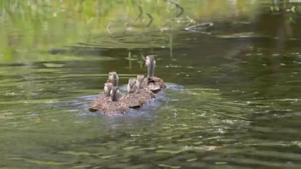 Flock Mallard Mottled Ducks Swimming Together Florida Canal Usa — Vídeos de Stock
