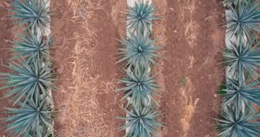 Tekila hava manzarası yapmak için tarlada mavi agave tarlası
