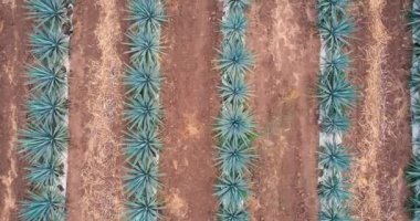 Tekila hava manzarası yapmak için tarlada mavi agave tarlası