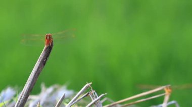 Video of dragonfly insect activity perched on a straw with a green expanse of rice fields in the background. Suitable for video reviews of insects or