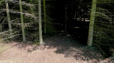 A drone footage of tall pine tree forest