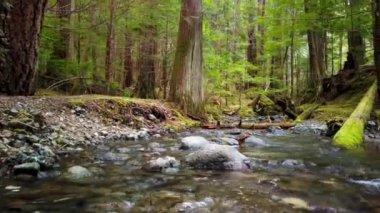 Timelapse of a small stream in the woods. Time lapse of running water