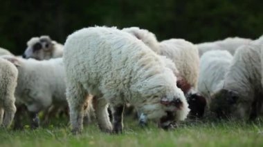 A closeup of a herd of sheep grazing on a green hill against trees