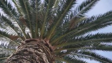 Mavi gökyüzüne bakan bir palmiye ağacının alçak açılı görüntüsü