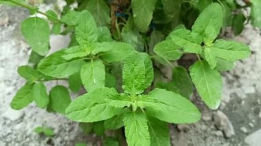 Holy basil or tulsi green plants in garden, tulsi green plants with flower, green plants, medicine plant, aayurvedik medicinal plants, herbal