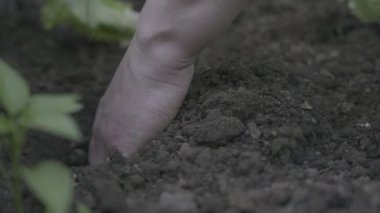 A woman planting lettuce in a garden