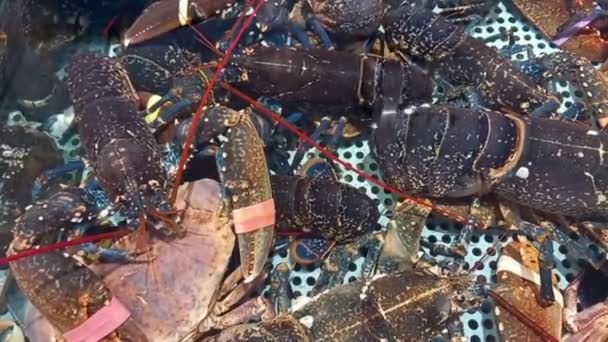 Numerous Live Lobsters Moving Aquarium Fish Shop — Stock Video