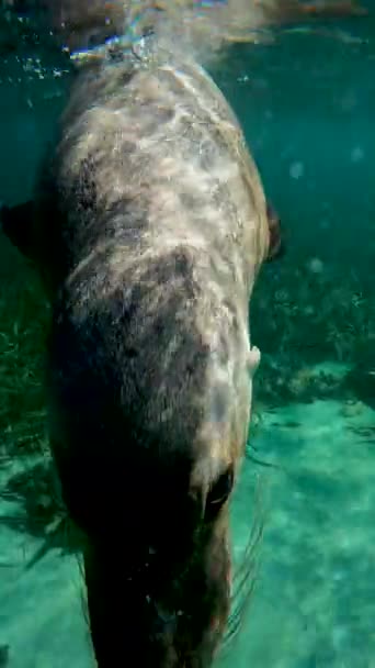 Adorable Sea Lion Swimming Surface Caucasian Man Snorkeling — Stok video