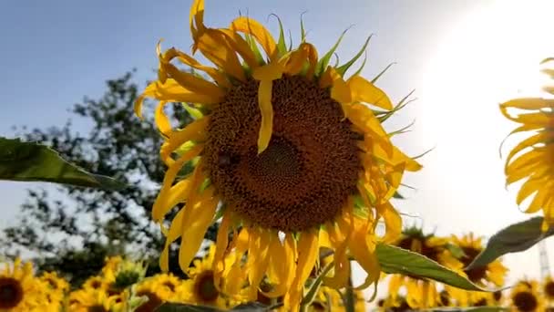 View Blooming Sunflower Background Sunflower Field — Vídeos de Stock