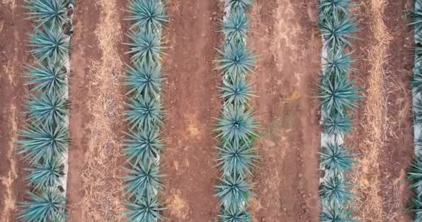 Blue Agave Plantation Field Make Tequila Aerial View — Stock Video