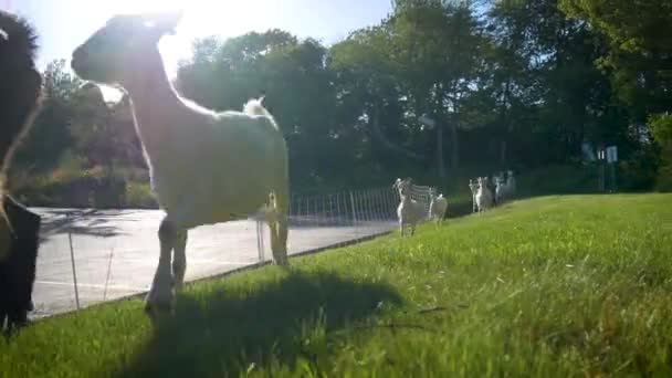 Goats Epa Narragansett Eating Invasive Plant Species — Stock Video