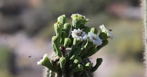 Bees Gathering Nectar Delicate White Blossoms Arm Giant Cactus — Video