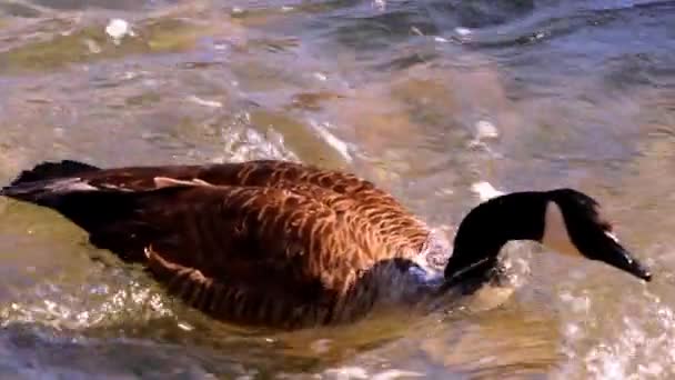 Canada Goose Swimming River Cleaning Itself Niagara Falls Ontario — Vídeos de Stock