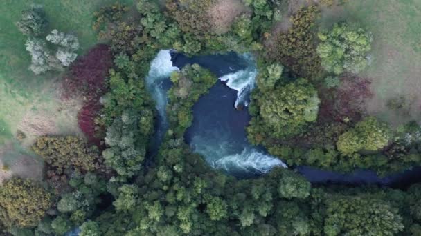 Aerial View River Surrounded High Trees Forest Daytime — Stockvideo