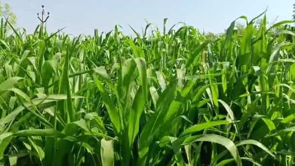 インドの農場でのトウモロコシの緑の植物やソルガム植物フィールド 緑の植物 農場での作物 提出された 夏の動物性食品植物 植物の緑の葉 — ストック動画