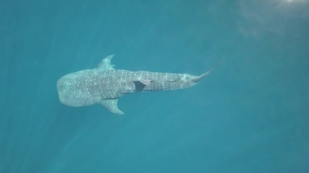 Вид Воздуха Китовую Акулу Плавающую Вблизи Поверхности Чистой Воды — стоковое видео