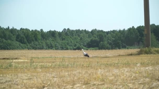 Stork Walking Field — Vídeos de Stock