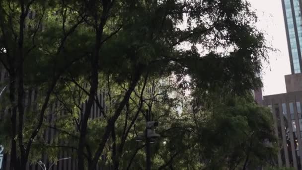Вид Крупным Планом Цветущих Деревьев Улице Нью Йорка — стоковое видео