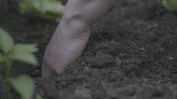 Woman Planting Lettuce Garden — Stock video