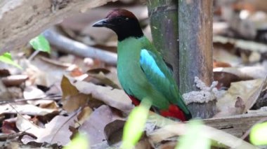 Kırmızı zilli yeşil kapüşonlu pitta kuşu