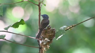 A female perched on its nest as seen from behind while looking around, Black-naped Monarch, Hypothymis azurea, Kaeng Krachan National Park
