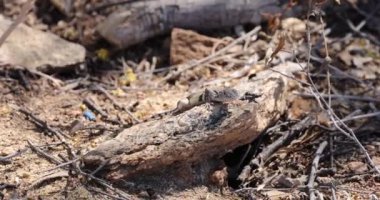 An HD of a lizard sitting on a trunk
