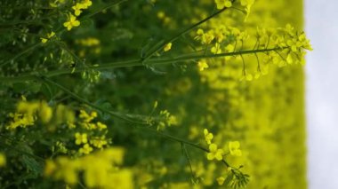 A vertical video of yellow rapeseed flowers in a field
