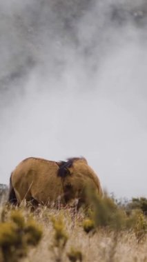 The vertical footage of a wild brown horse in the meadow against the cloudy sky.