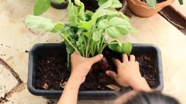 Top view of hands harvesting red radish in a pot at a little balcony garden showing a sustainable and eco-friendly lifestyle