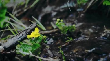 a closeup shot of plants and a yellow flower with a small waterfall in the Walensee lake in daylight in Switzerland