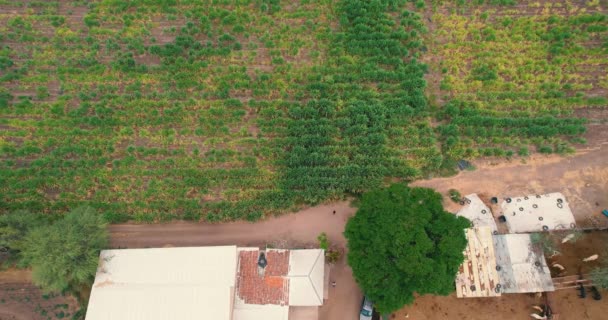 Rural Landscape Plots Planted Sugar Cane Fields — Stock Video