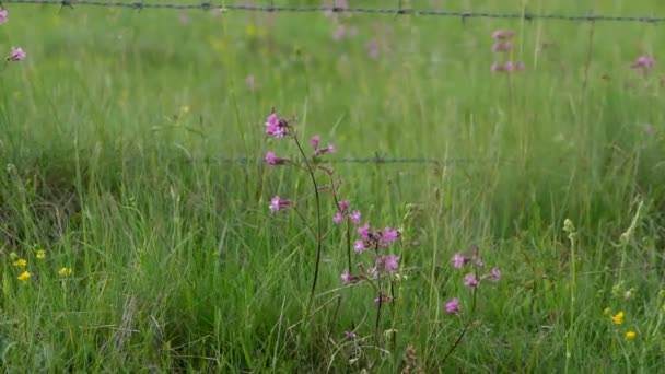 Beautiful View Some Flowers Growing Grass Windy Weather — Stock Video