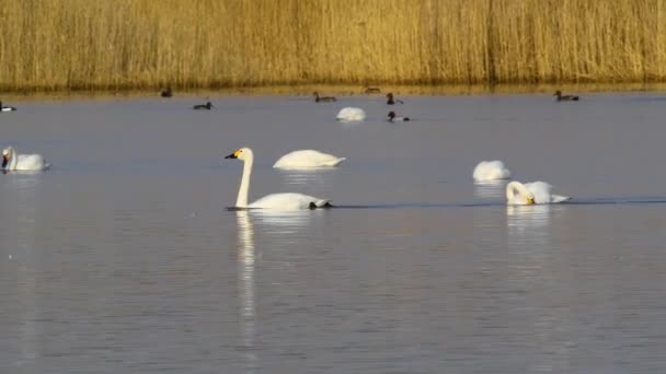 Video Footage Flock White Swans Ducks Swim Quiet Lake — Stok video