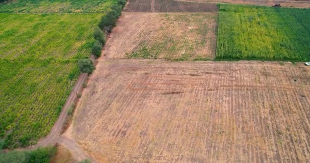 Rural Landscape Plots Planted Sugar Cane Fields — Stockvideo