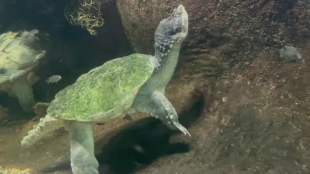 Подводный Снимок Красивой Черепахи Аквариуме Сингапур — стоковое видео
